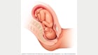 Ilustración de un feto 38 semanas después de la concepción 
