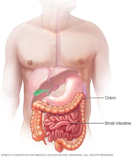 Colon e intestino delgado
