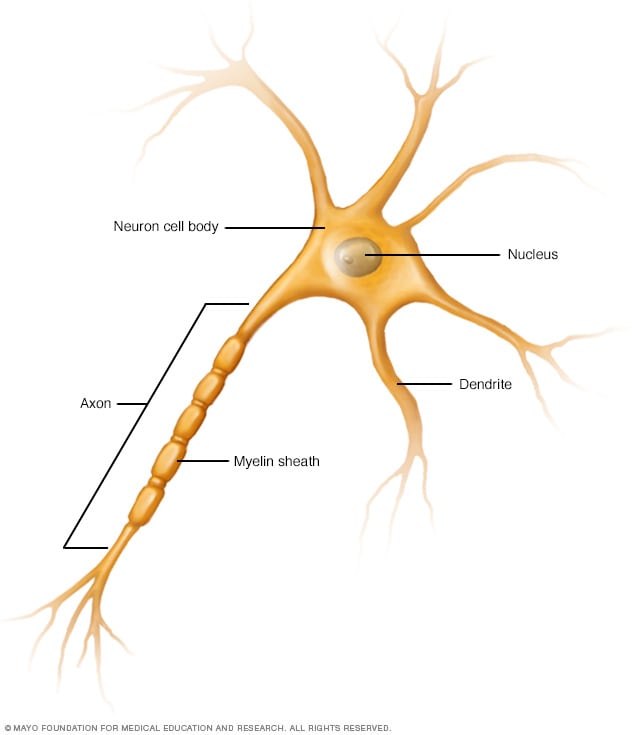 خلية عصبية (عصبون) تُظهر محور عصبي وتغصنات