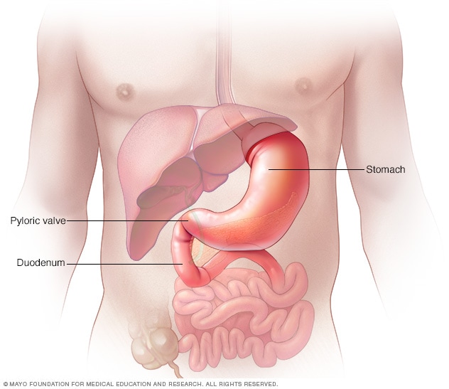 Estómago, válvula pilórica y parte superior del intestino delgado, llamada duodeno