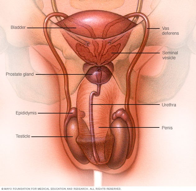 Male Reproductive System Mayo Clinic