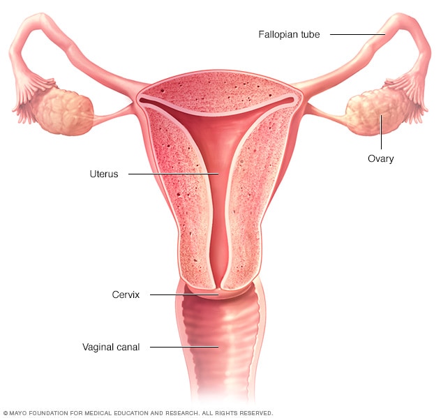 Vaginal Hysterectomy Mayo Clinic