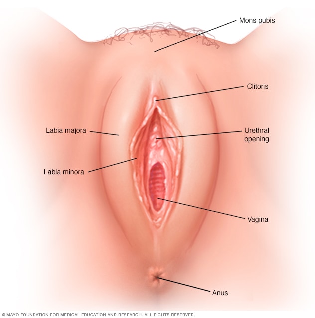 女性外生殖器（外阴）