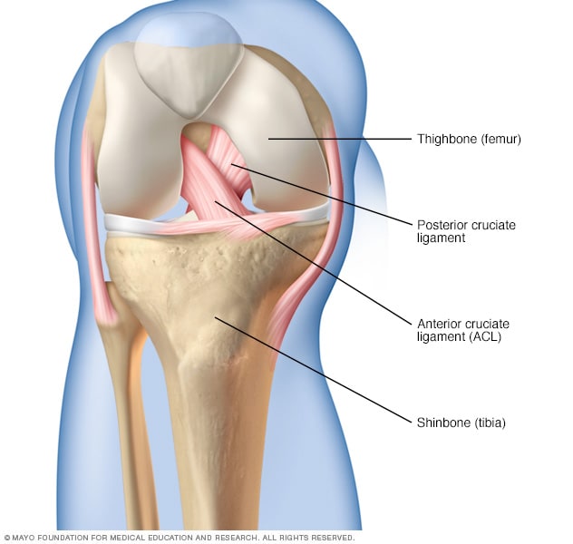 New Medical Findings From Anterior Cruciate Ligament