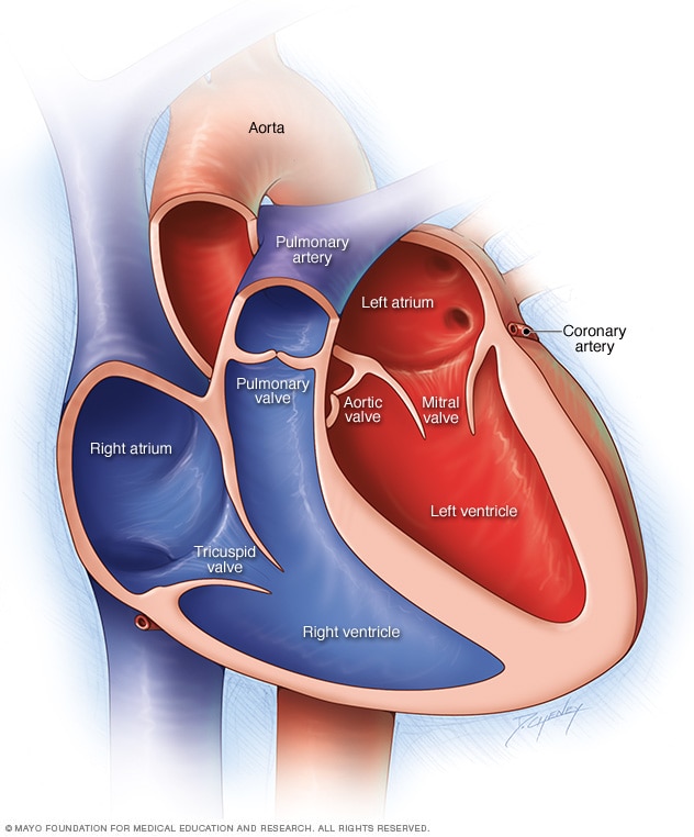 Mitral valve regurgitation Symptoms and causes Mayo Clinic