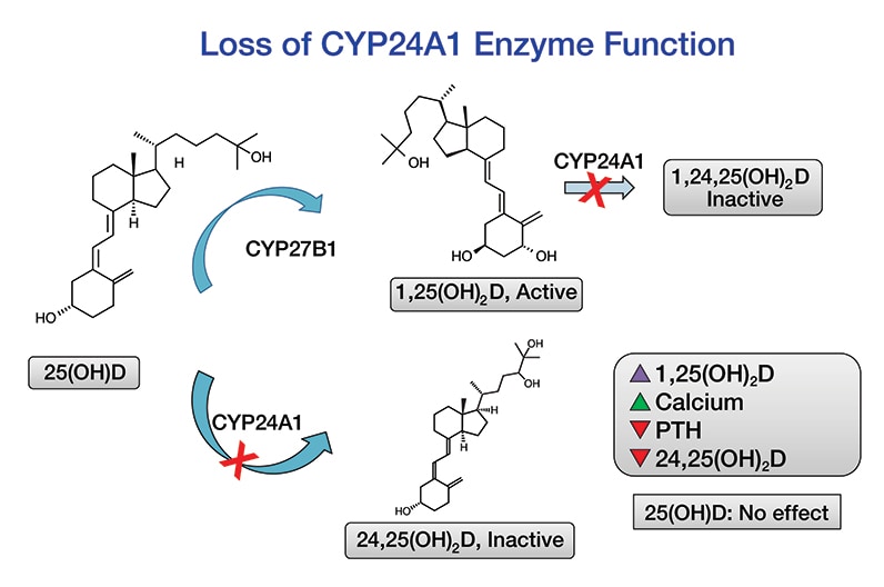 Loss of CYP24A1 enzyme function