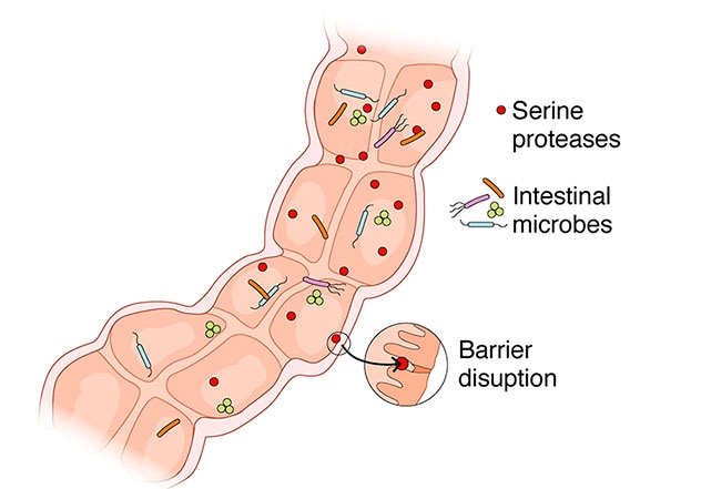Las proteasas intestinales bajo el control de la microbiota del intestino comensal afectan la función de barrera del epitelio intestinal