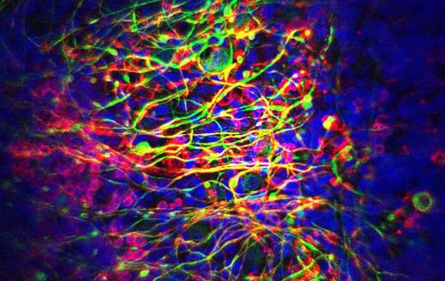 Regeneración de mielina en modelos preclínicos
