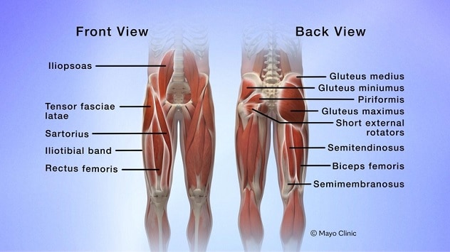 THE GLUTEAL MUSCLES - PhysioCare