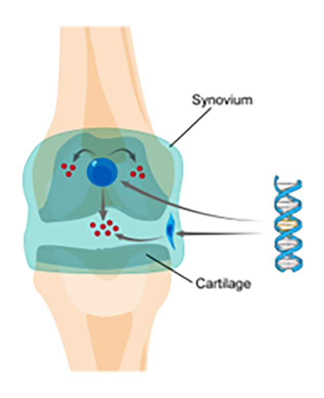 How gene therapy works