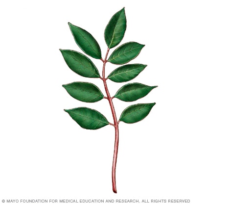 Poison Ivy Rash, Poison Oak, Poison Sumac: Symptoms, Causes