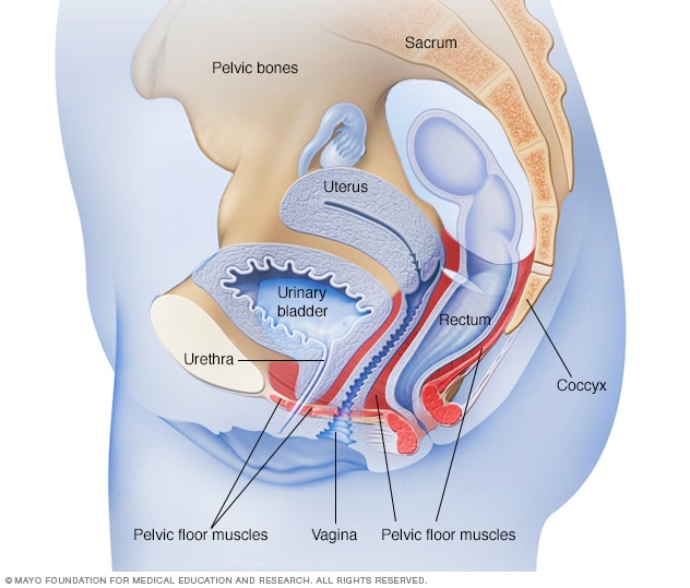 Bladder exstrophy - Symptoms and causes - Mayo Clinic