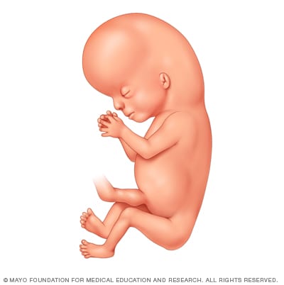 12 Weeks Pregnant: Baby Development, Symptoms & Signs