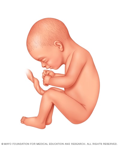 Fetal development: The 3rd trimester - Mayo Clinic