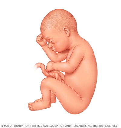 Desarrollo Fetal El Tercer Trimestre Mayo Clinic