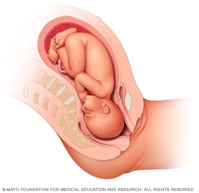Desarrollo Fetal El Tercer Trimestre Mayo Clinic