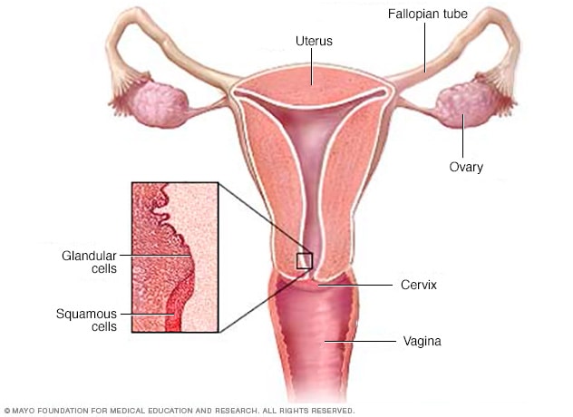 Where cervical cancer begins - Mayo Clinic diagram pregnant womans body 