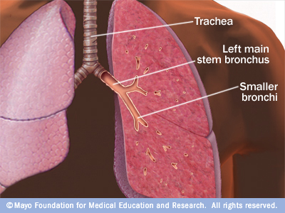 the tube that connects the throat and bronchi