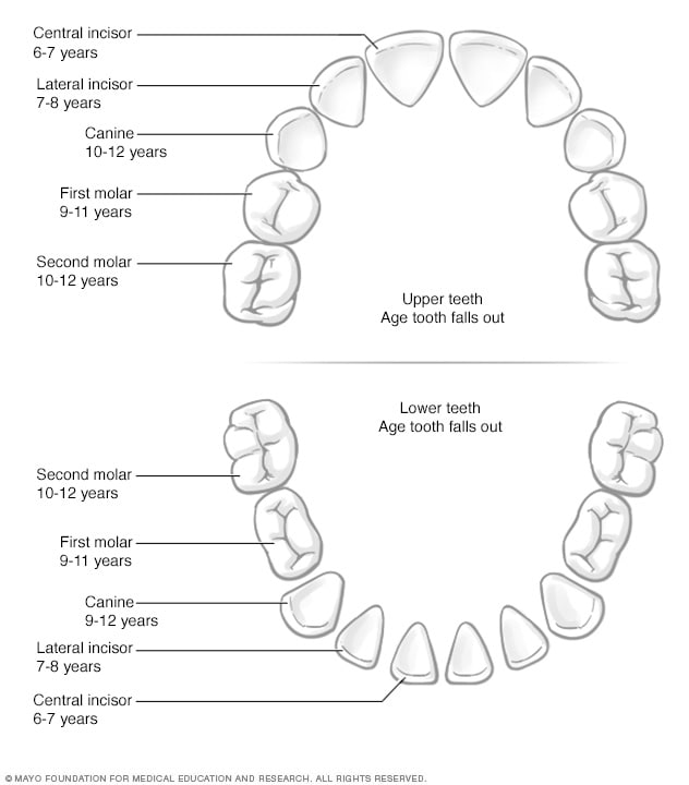 Teething (Teething Syndrome): Symptoms & Tooth Eruption Chart