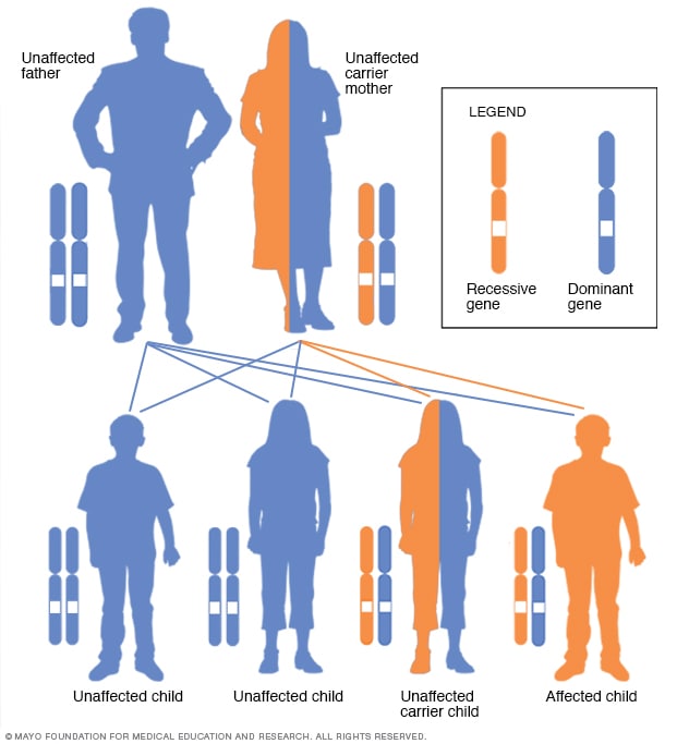 Patrón Hereditario Ligado Al Cromosoma X Con Una Madre Portadora Mayo Clinic