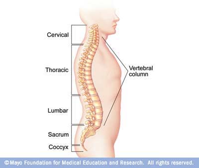 Anatomía de la columna - Mayo Clinic
