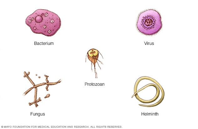 الجراثيم: تعرف على البكتيريا والفيروسات والعدوى، واحمِ نفسك والآخرين منها -  Mayo Clinic (مايو كلينك)