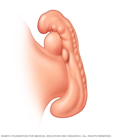 embryo development in uterus