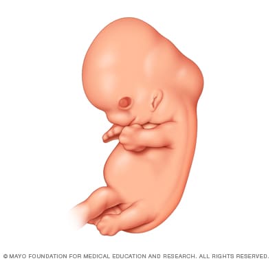 fetal development 2nd month