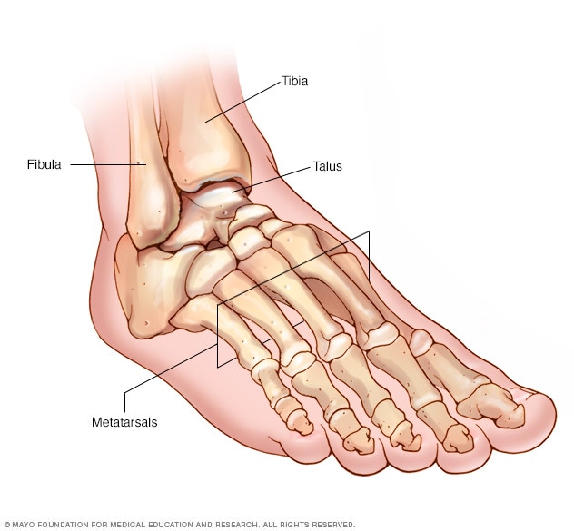 Foot and ankle bones - Mayo Clinic