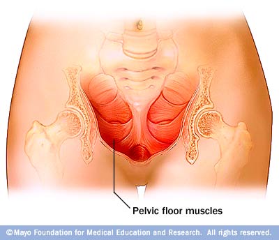 https://www.mayoclinic.org/-/media/kcms/gbs/patient-consumer/images/2013/11/15/17/38/ds00404_-wo00122_im01613_w7_pelvicfloormuscles_jpg.png
