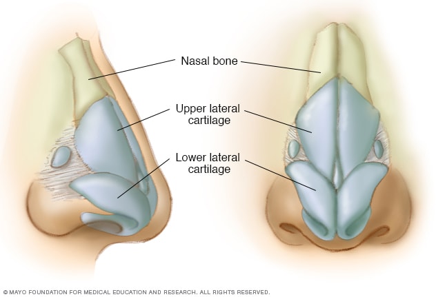 cartilage bone