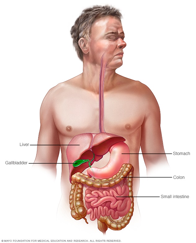 Colon (Large Intestine): Function, Anatomy & Definition