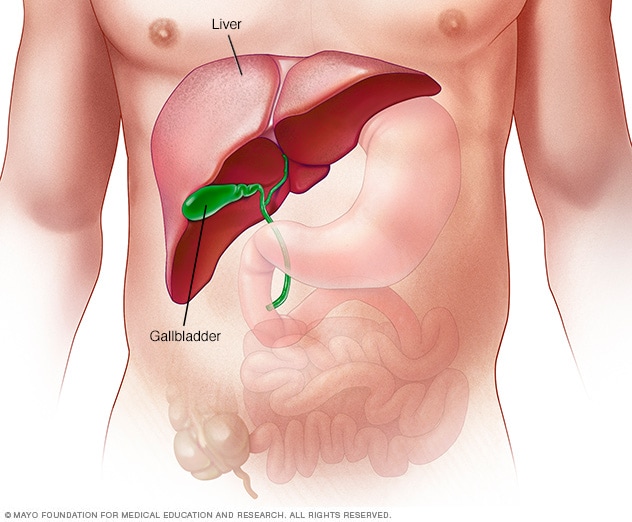 liver location in body
