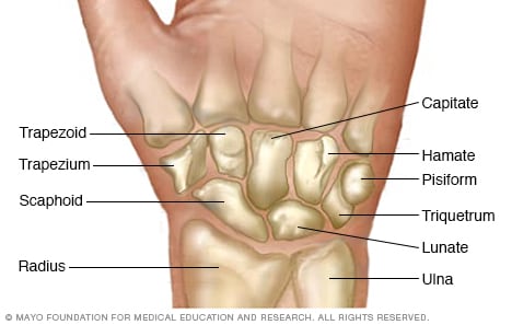 https://www.mayoclinic.org/-/media/kcms/gbs/patient-consumer/images/2013/11/15/17/41/ds01003_ds00971_im02621_mcdc7_carpal_bones_jpg.jpg