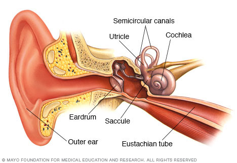 semicircular canals otoliths