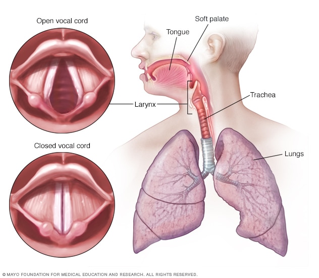 vocal folds diagram