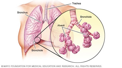 respiratory bronchioles diagram
