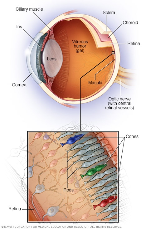eye anatomy rods and cones