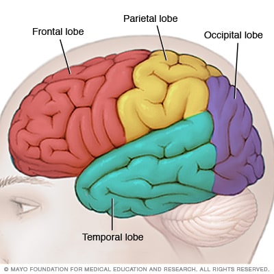 temporal lobe