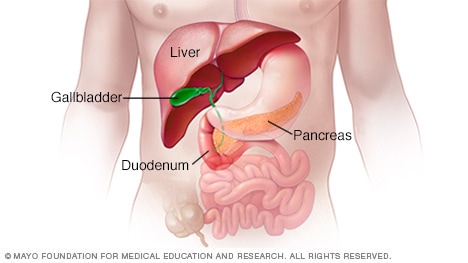 kidney and liver location in body