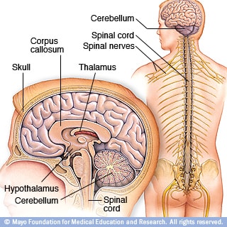 THE NERVOUS SYSTEM. The Control Center of the Body  The nervous system is  your body's control center  Carries messages to and from your brain and  the. - ppt download