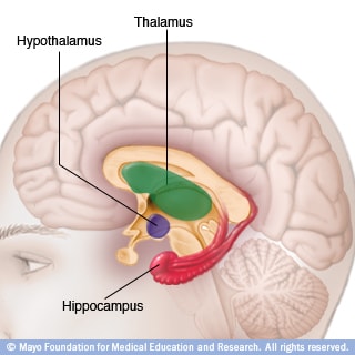 thalamus function and location