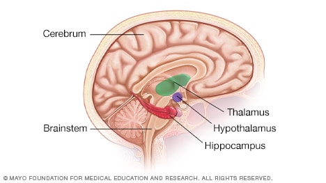 Illustration of thalamus, hypothalamus and hippocampus