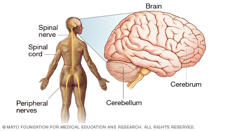 رسم توضيحي للدماغ والجهاز العصبي