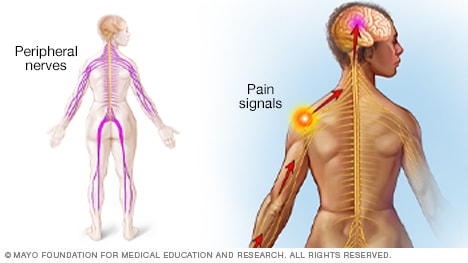 Illustration of how nerves run through the body