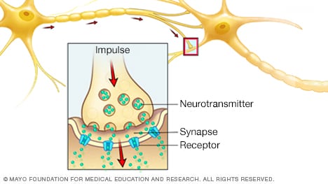 Illustration of how nerves communicate