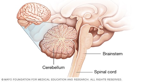 Ilustración del cerebelo y el tronco encefálico