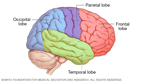 رسم توضيحي لفصوص الدماغ