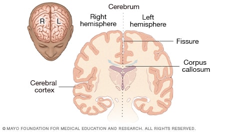 رسم توضيحي للدماغ