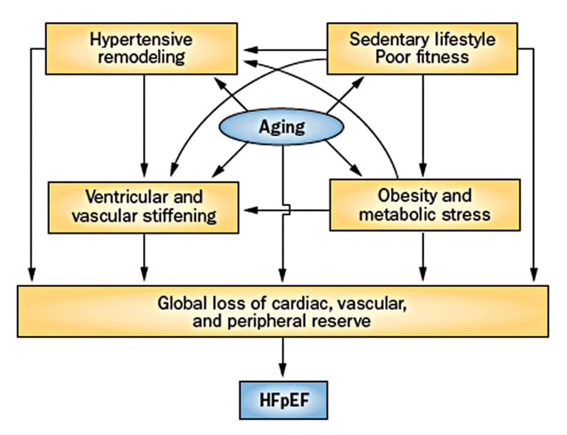 Chart of interaction of factors resulting in symptomatic HFpEF